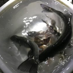 イカ、メバル、セイゴ、小鯛