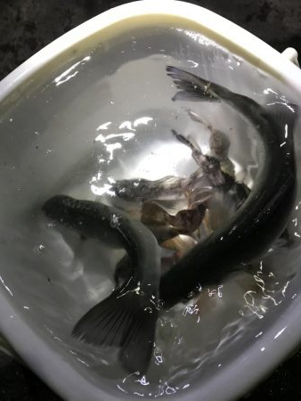 イカ、メバル、セイゴ、小鯛