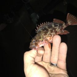 今日もライトワインド修行