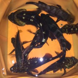 楽しいガシラ釣り