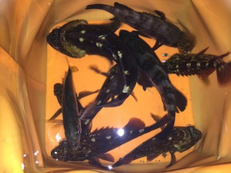 楽しいガシラ釣り