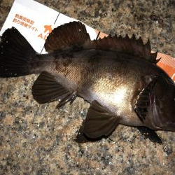 久々メバリング