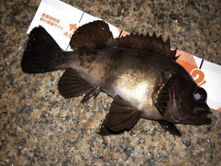 久々メバリング