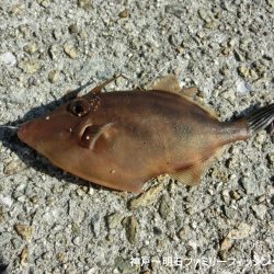 ファミリーフィッシング釣り納めでアイナメ22㎝