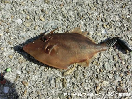 ファミリーフィッシング釣り納めでアイナメ22㎝