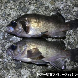 激寒の中何とかメバル