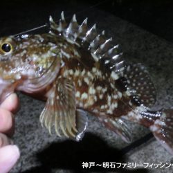 あたたかメバリング