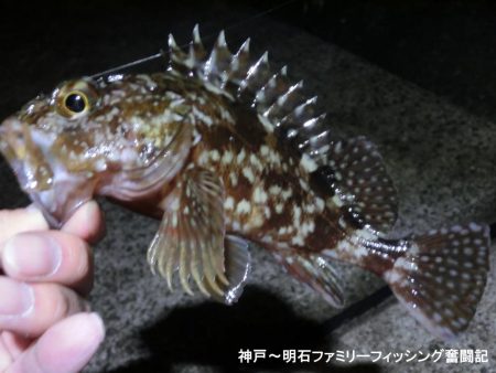 あたたかメバリング