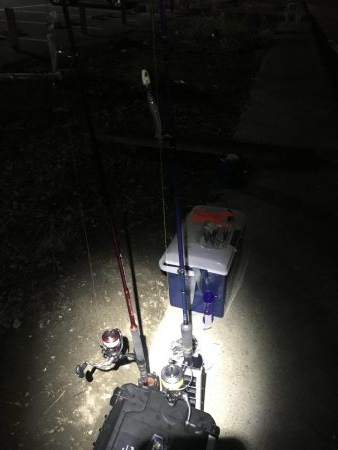 タチウオ終盤戦