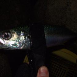 シーズン終了間近のアジング＆メバリング