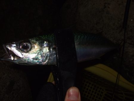 シーズン終了間近のアジング＆メバリング