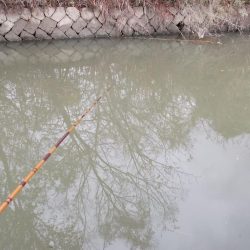寒フナ釣り