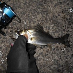 チビしかおらんのか？。