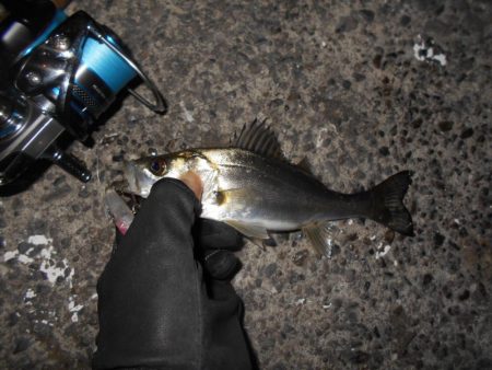 チビしかおらんのか？。