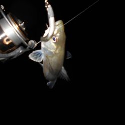 相変わらず魚影は濃い…。