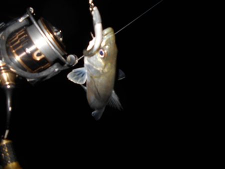 相変わらず魚影は濃い…。