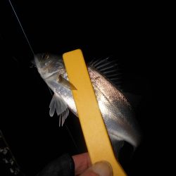 ラスト釣行はチーバスの入れ食いで…。