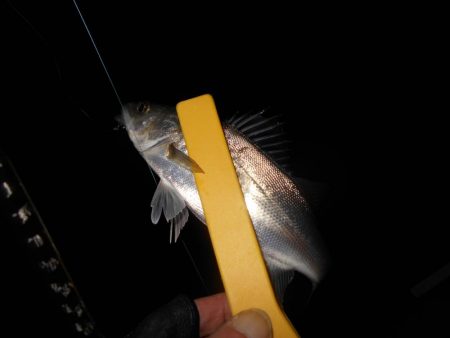 ラスト釣行はチーバスの入れ食いで…。