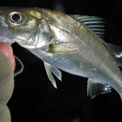 ワームを投げると…