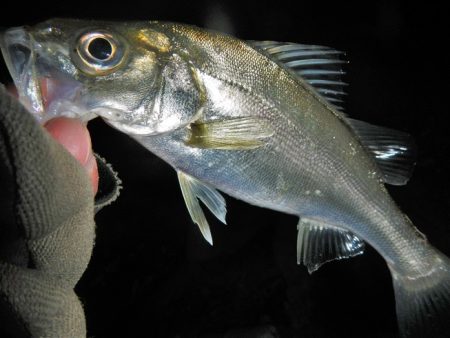 ワームを投げると…