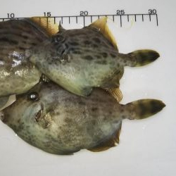 カワハギは終盤?