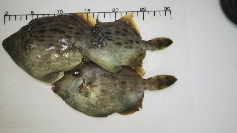 カワハギは終盤?