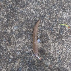 サゴシねらいでまさかの