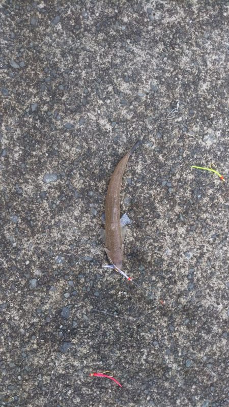 サゴシねらいでまさかの