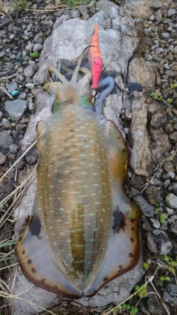 第11回エギバトル参加