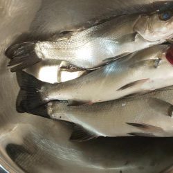 中紀ライトゲーム