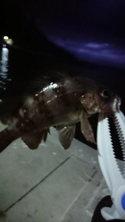 ダイソー メバリング