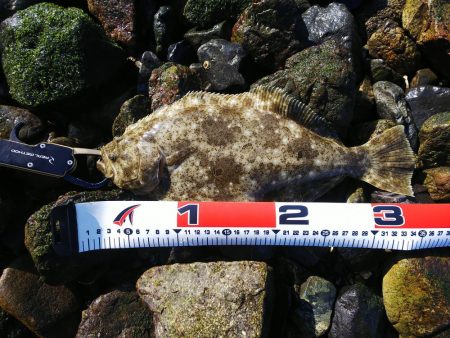 チヌ、シーバス、太刀魚、ヒラメ