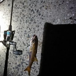 エギング&アジング