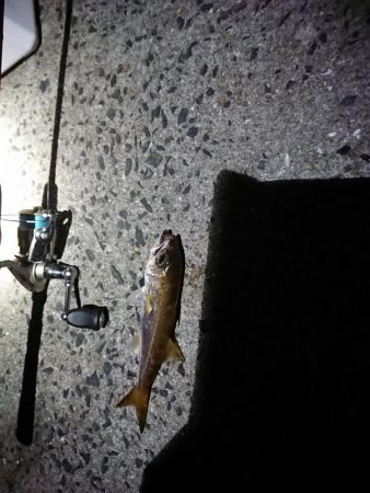 エギング&アジング