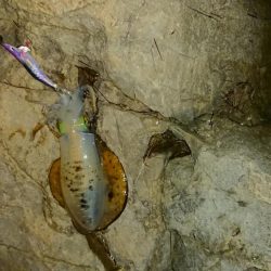 アオリイカを求めて