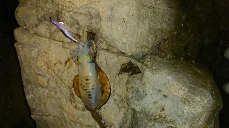 アオリイカを求めて