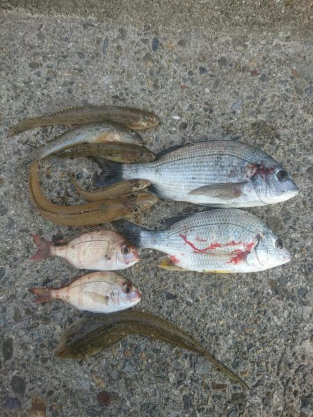 カレイ狙いでしたが…