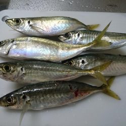 アジのナブラにつっこんでみた