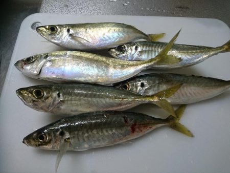 アジのナブラにつっこんでみた