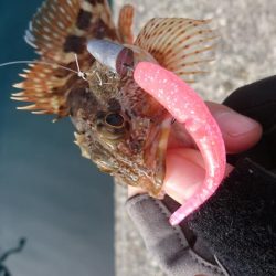 釣り納めアジング