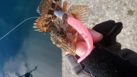 釣り納めアジング