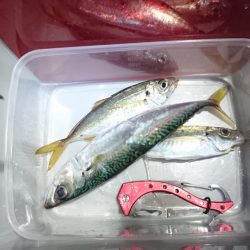 アジングサビキでアジとサバとイワシ