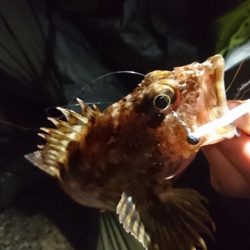 メバル、ガシラ、アジ