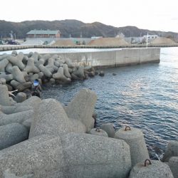 メバル、ガシラ、チャリコ