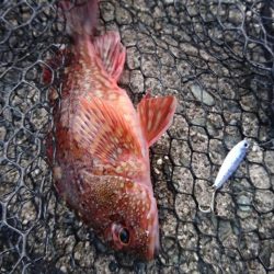 メバリングですが・・・