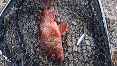 メバリングですが・・・