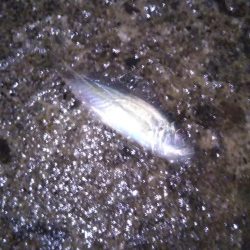 シーバスタックルでメバリング