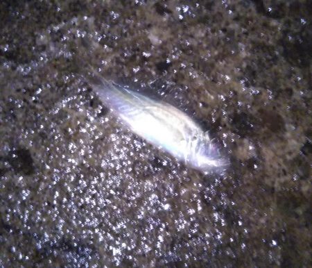 シーバスタックルでメバリング