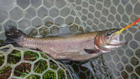 渋かったが、良型サクラマスキャッチ成功