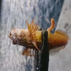 久々のアジング